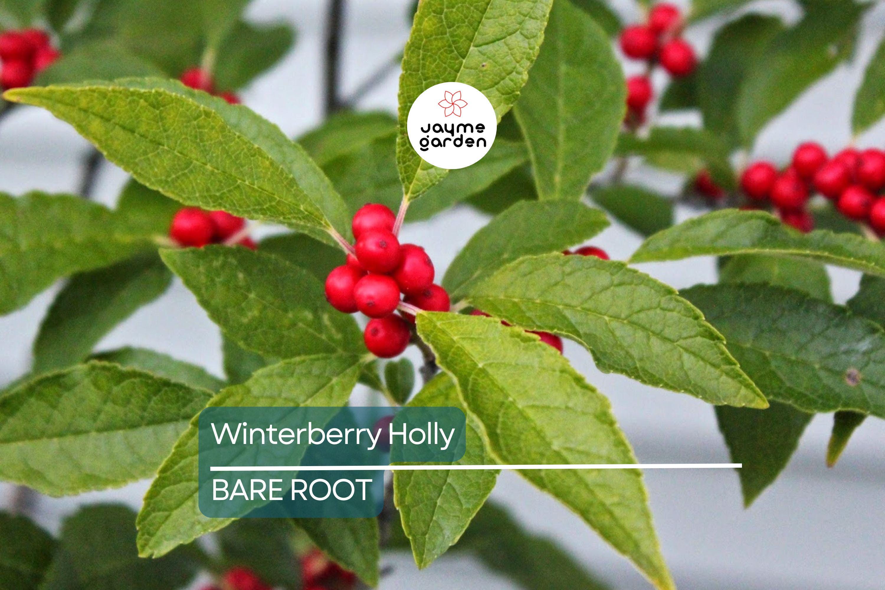 Winterberry Holly Bareroot Seedlings (10-Pack) | Ilex Verticillata | Cold Hardy Shrub | 6-10” Tall | Red Berries | Zones 3-9