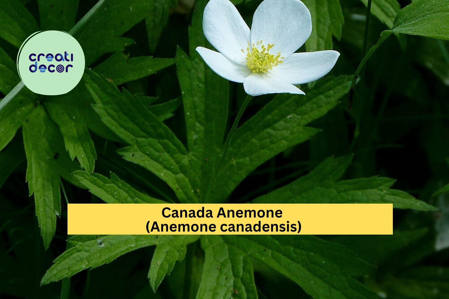 Canada Anemone Seeds – Anemone canadensis – 100 Seeds – Native White Wildflower for Pollinator & Woodland Gardens