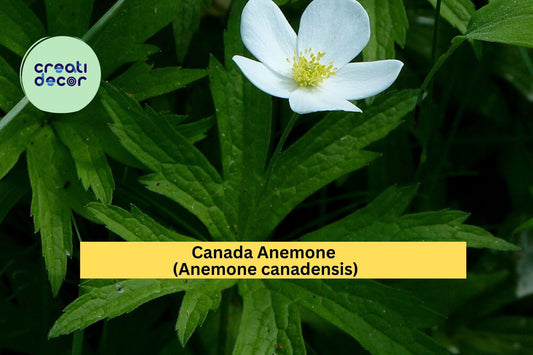 Canada Anemone Seeds – Anemone canadensis – 100 Seeds – Native White Wildflower for Pollinator & Woodland Gardens