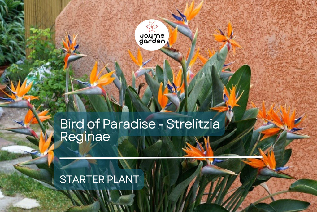 Bird of Paradise Starter Plant - Strelitzia Reginae Seedling - Crane Flower, 6" Tall, Tropical Plant for Gardens, Containers & Indoor Decor