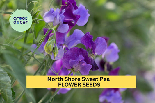 50+ North Shore Sweet Pea Seeds – Rich Violet Fragrant Blooms for Garden Planting, Climbing Vines for Trellises & Bouquets – USA