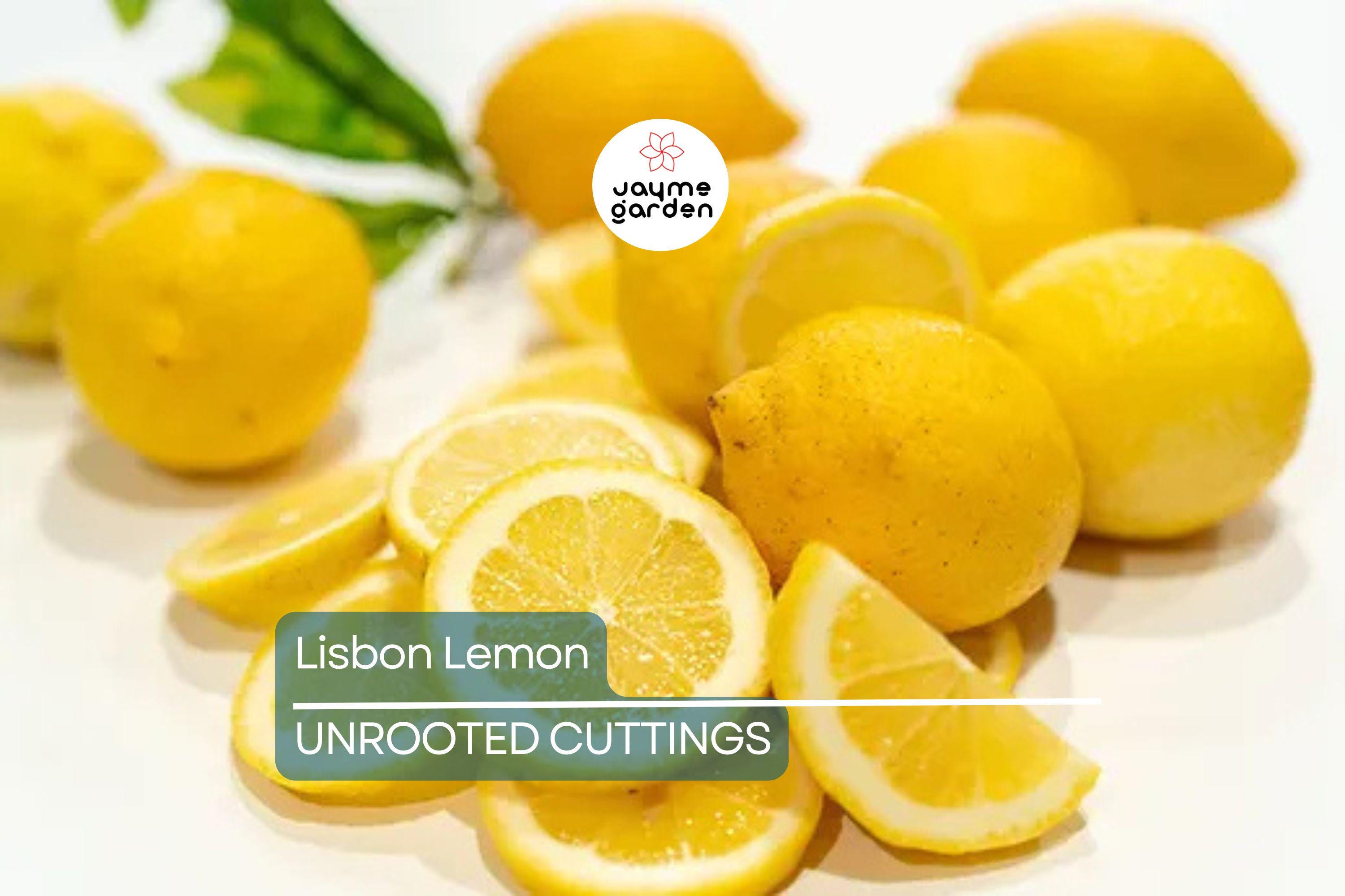 5 Lisbon Lemon Cuttings - Citrus limon | 8" Unrooted Fresh Cuttings for Rooting & Grafting