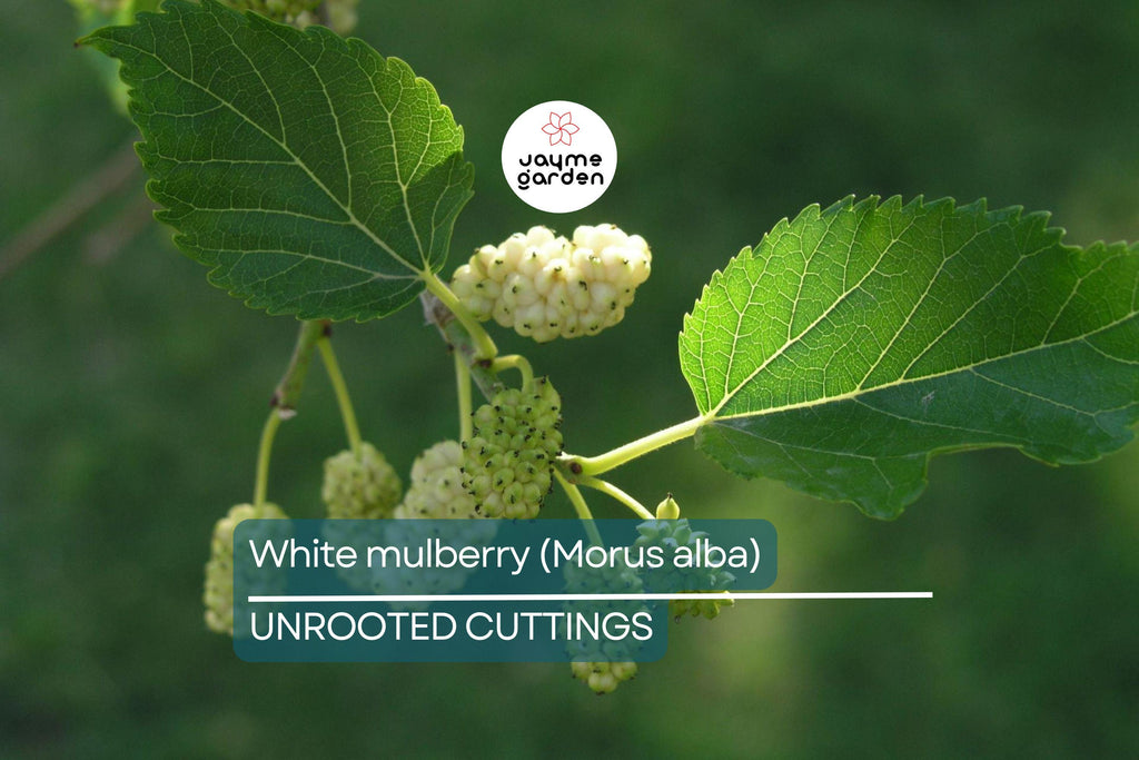 10X White Mulberry Cuttings (Morus Alba) | 6-8” Organic Sweet Fruit Tree | Cold Hardy & Fast Growing | Easy to Root |