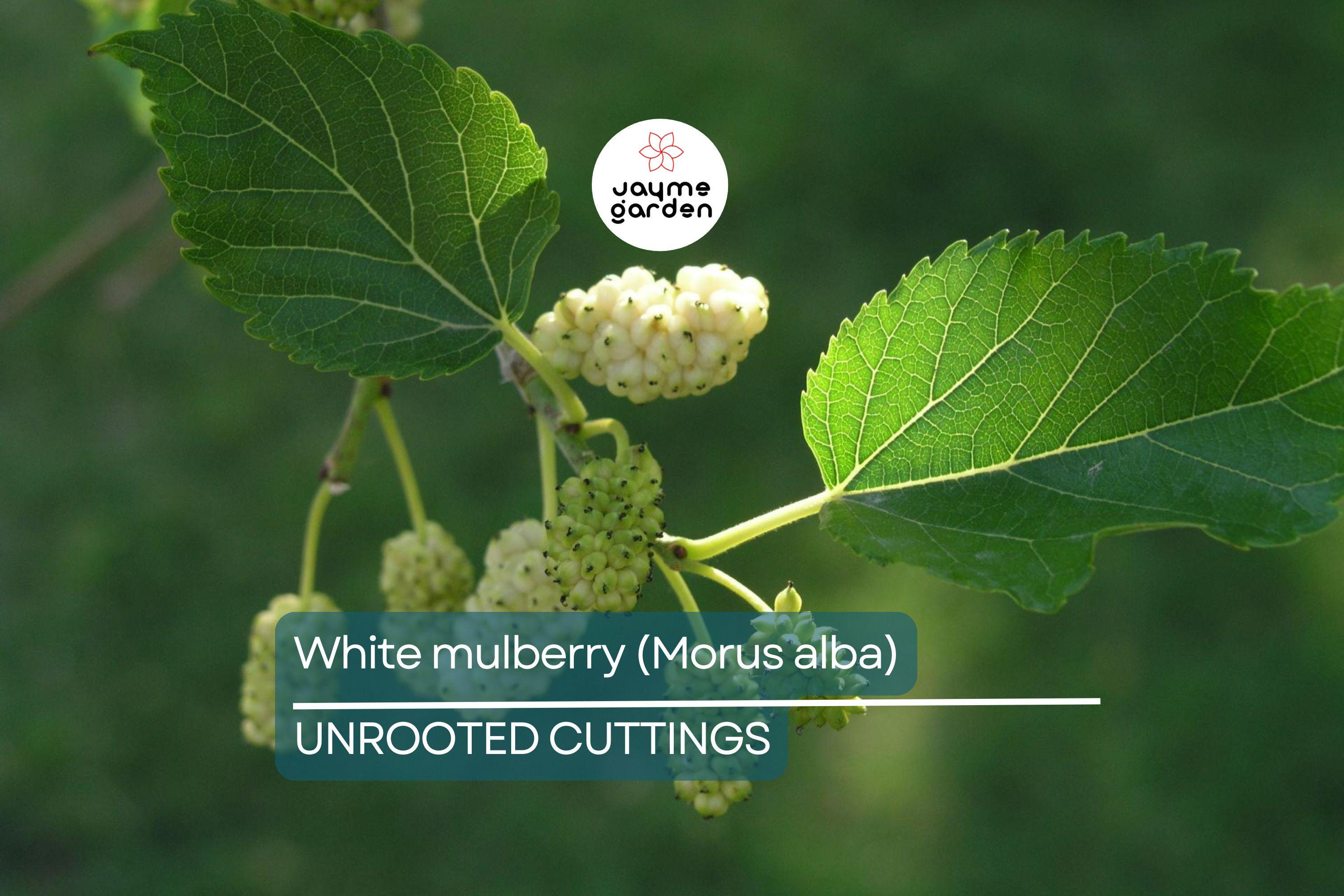 10X White Mulberry Cuttings (Morus Alba) | 6-8” Organic Sweet Fruit Tree | Cold Hardy & Fast Growing | Easy to Root |