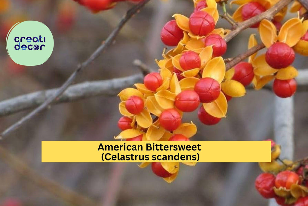 American Bittersweet Seeds (Celastrus scandens) – 30 Seeds | Native Vine for Trellis, Wildlife Garden, Fall Berries | Hardy Zones 3-8