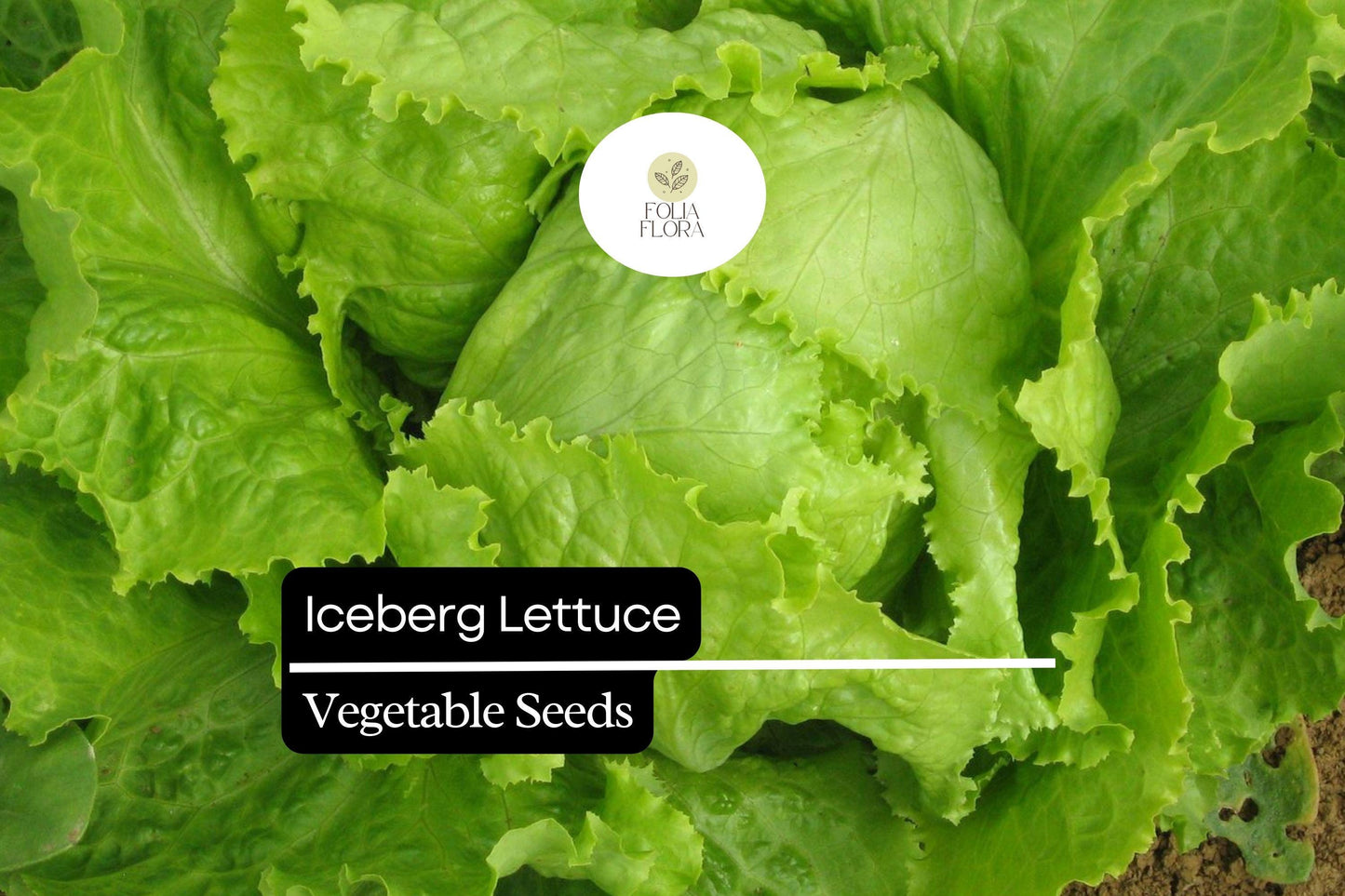 1000 Iceberg Lettuce Seeds – Lactuca sativa – Crisp, Refreshing, Great for Salads, Sandwiches, High-Yield, Non-GMO