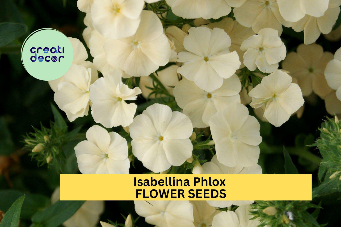 100+ Isabellina Phlox Seeds – Soft Butter-Yellow Blooms for Garden Planting, Compact Annual for Borders & Pollinators – USA