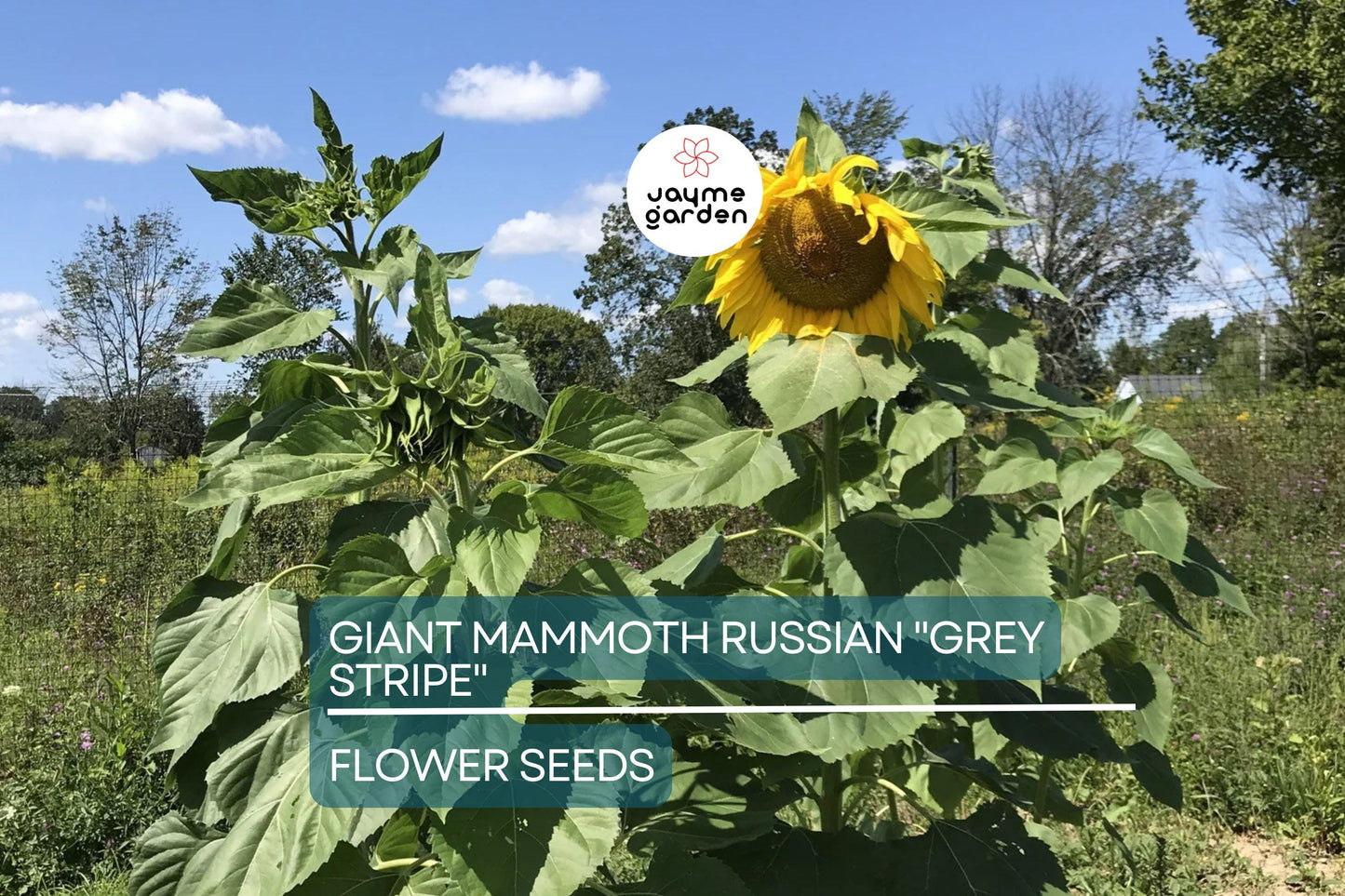 10 Giant Mammoth Russian "Grey Stripe" Sunflower Seeds – Heirloom, Hardy, 10" Flowers, 8-12 ft Tall, USDA Zones 2-11, Pollinator Friendly