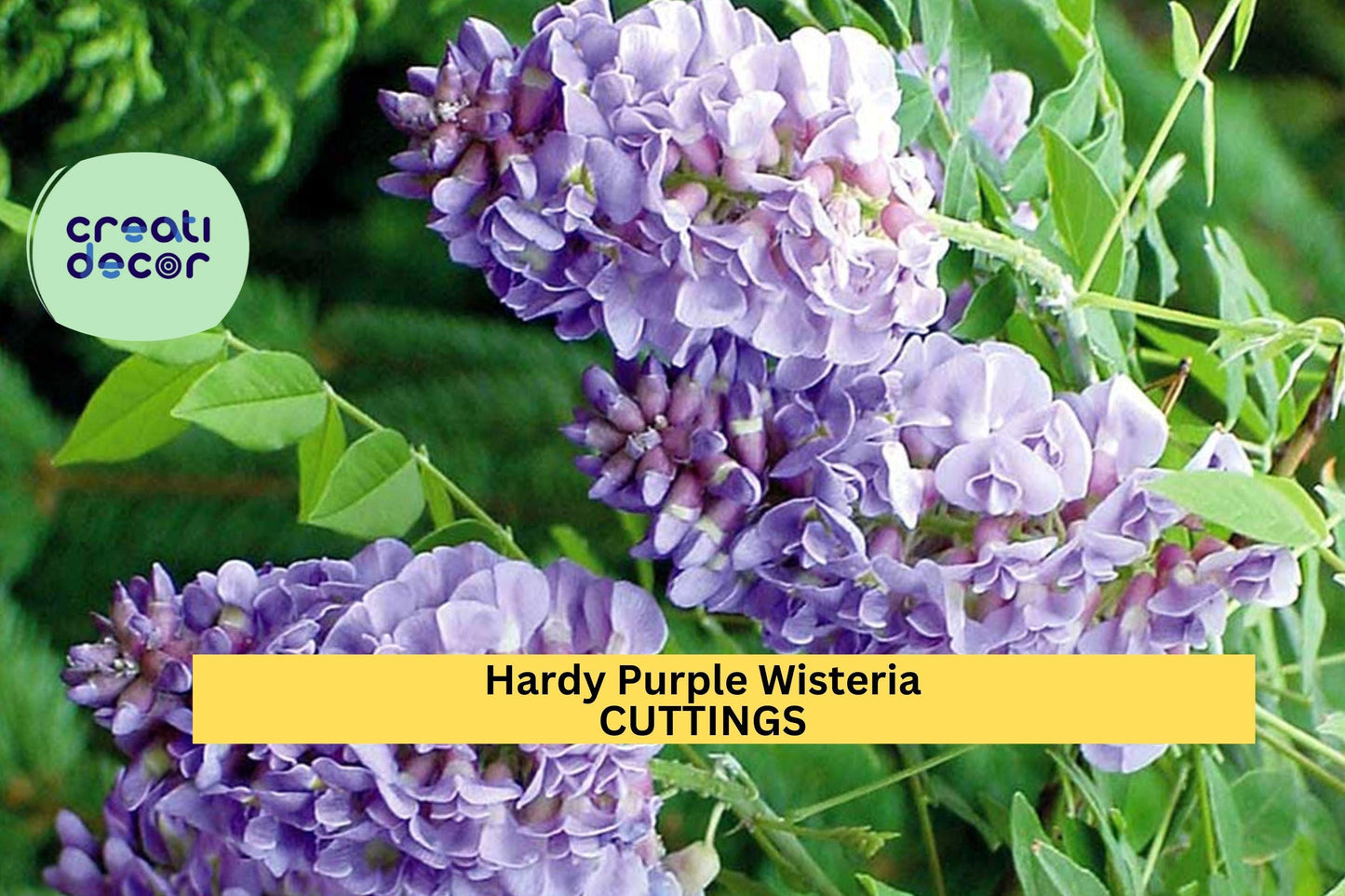 10 Hardy Wisteria Cuttings | Purple Flowering Vine | Fast-Growing Climber for Trellis or Fence | Zones 4–9 | Unrooted Starter Wood