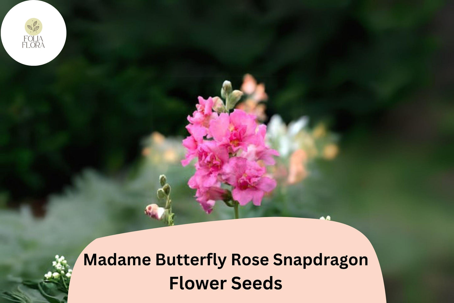 Antirrhinum majus Madame Butterfly Rose Snapdragon Seeds – 1000+ Ruffled Blooms for Garden & Cut Flowers