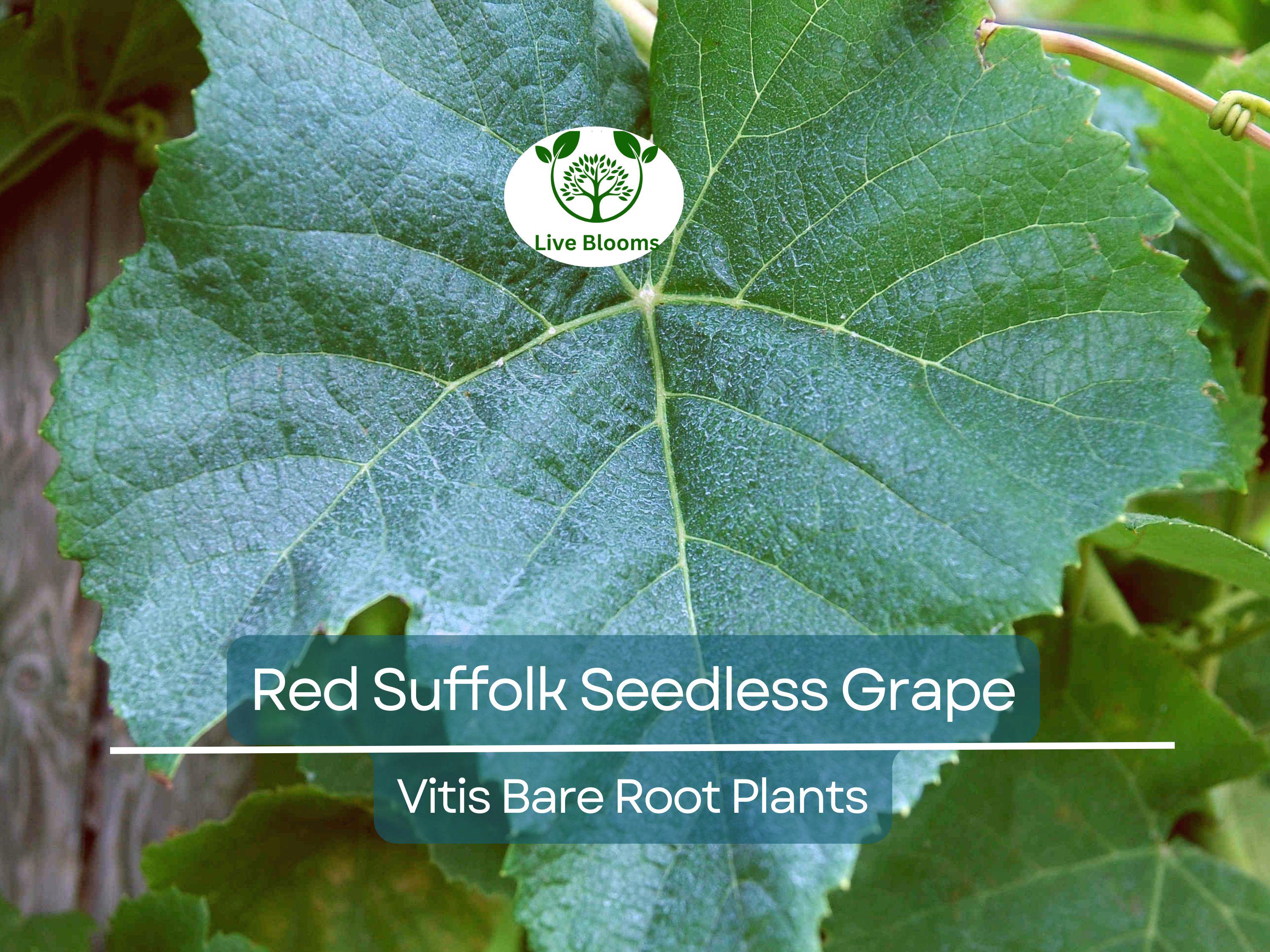 1 Red Suffolk Seedless Grape – Live Table Grape Plant 12–18” – Bare Root Vine – Sweet Fruit for Garden or Trellis