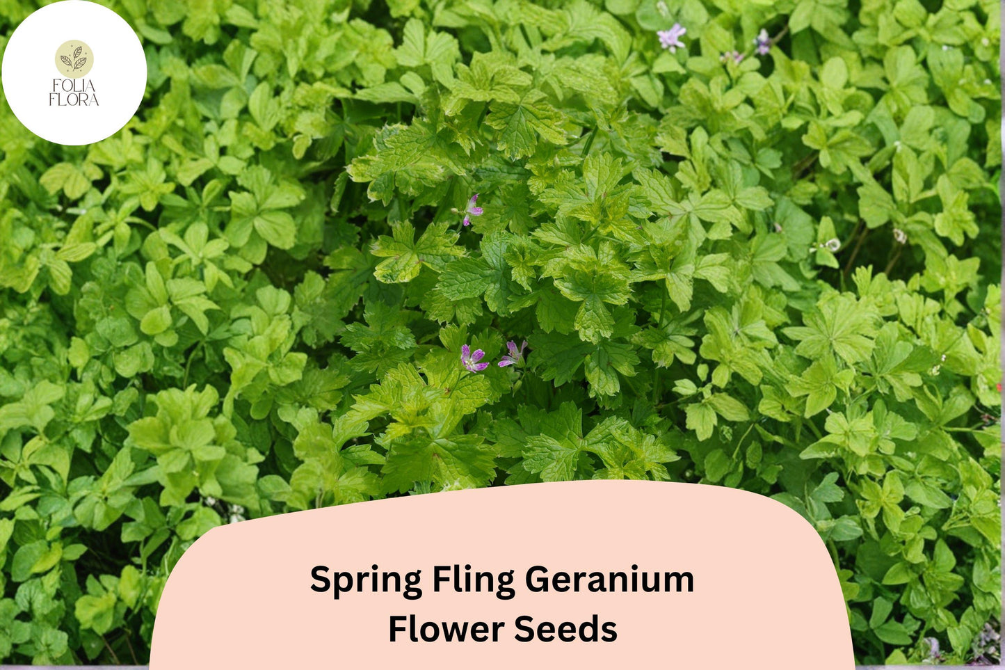 25+ Spring Fling Geranium Seeds | Green Cranesbill | Hardy Perennial Geranium Seeds for Unique Garden Borders & Beds