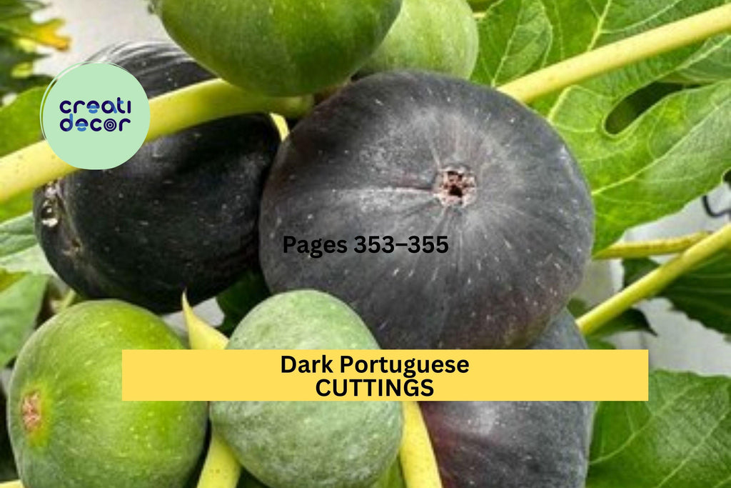 1 Dark Portuguese Fig Cutting – 8”+ Unrooted Stem with 3+ Nodes | Ficus carica Variety for Propagation in Gardens, Orchards, or Pots