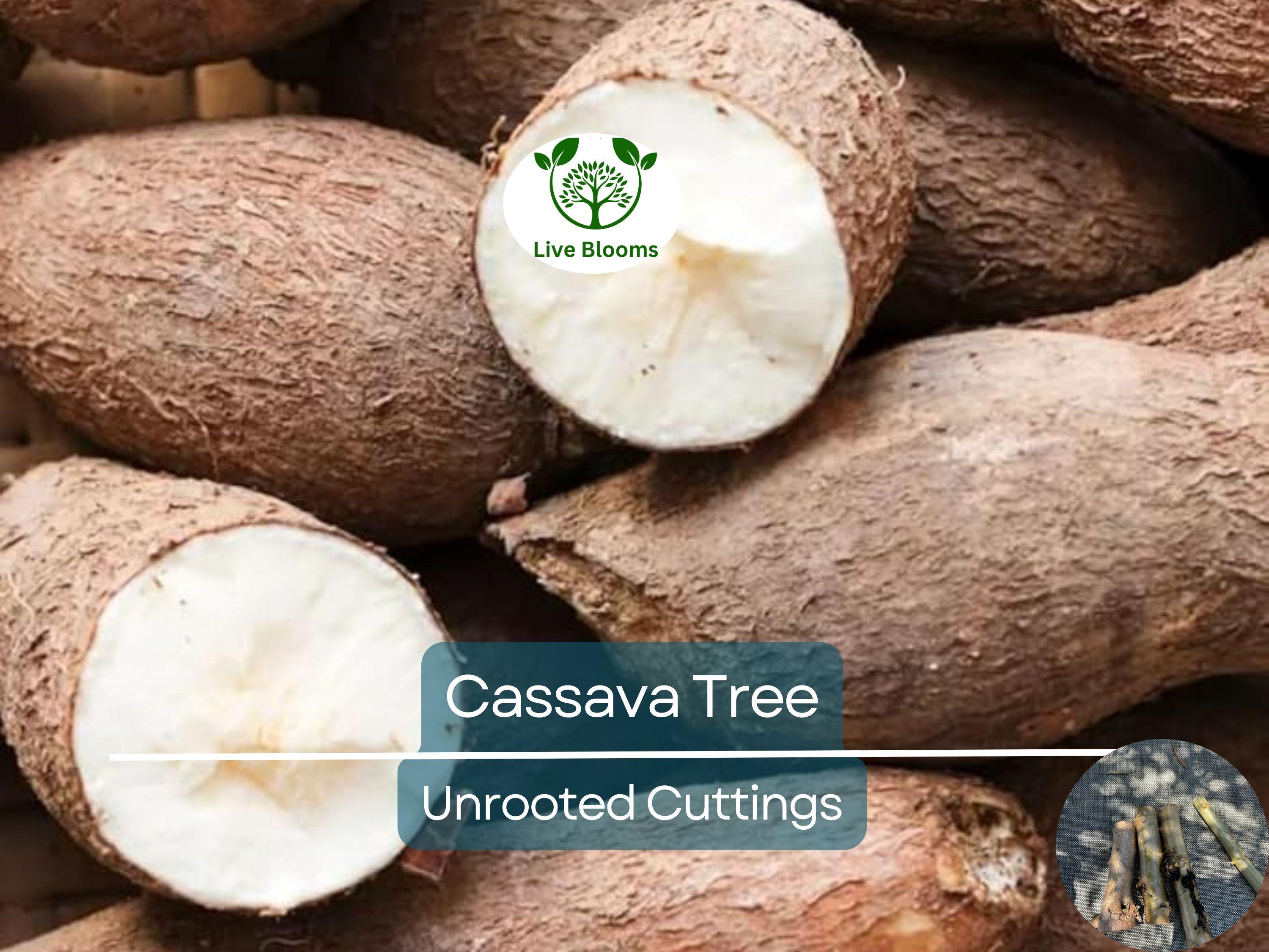 4 Healthy White Cassava Cuttings - Manihot esculenta, Tapioca, Yuca Plant Unrooted Cuttings for Planting - High-Quality Propagation
