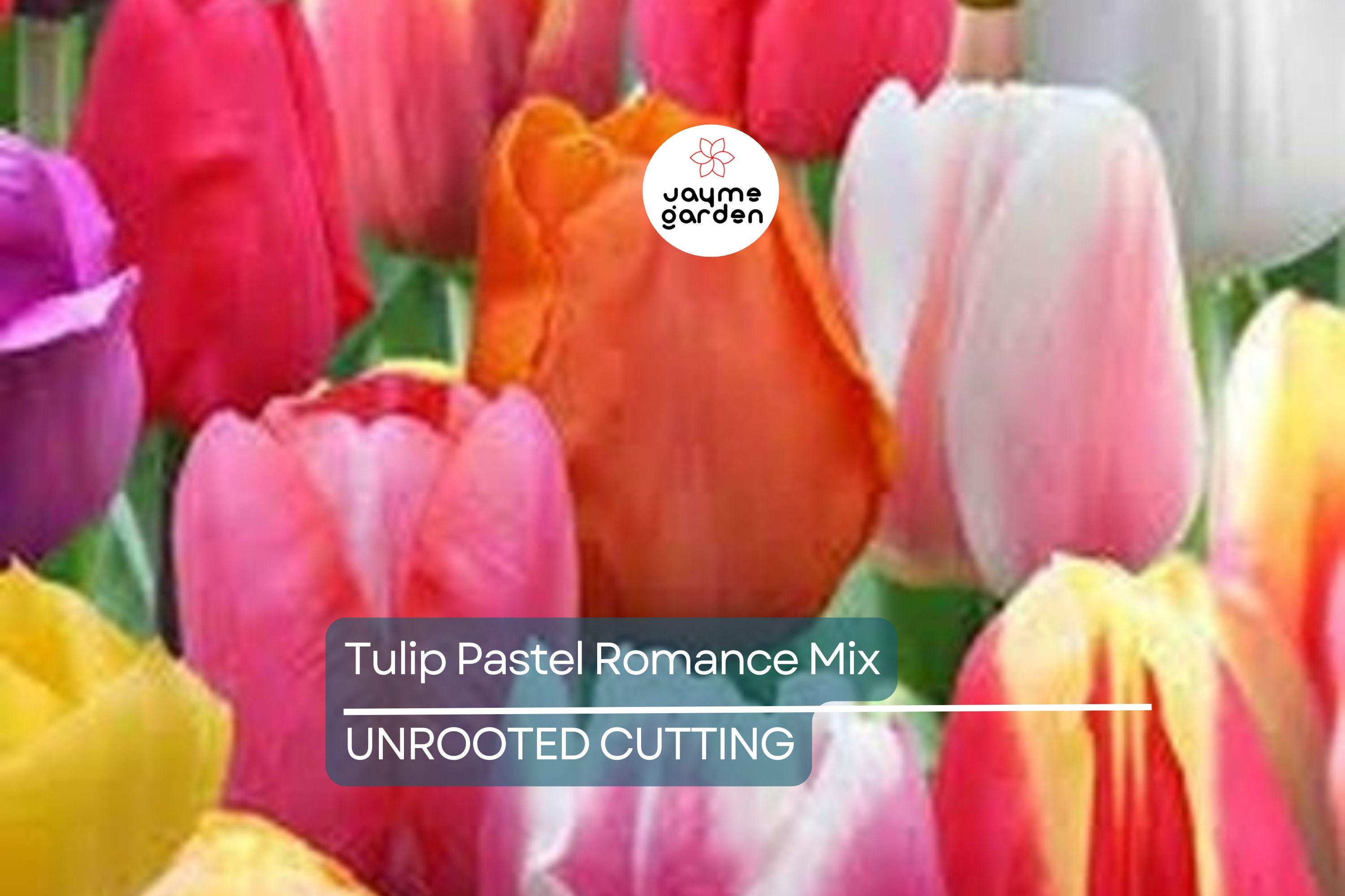 Tulip Pastel Romance Mix - 5 Bulbs, Pink, Purple, White, Salmon Yellow Blooms, Perfect for Gardens, USDA Zones 3-8
