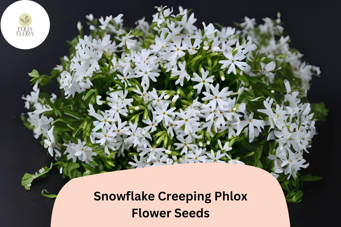 100+ Snowflake Creeping Phlox Seeds – White Ground Cover Flowers, Phlox subulata