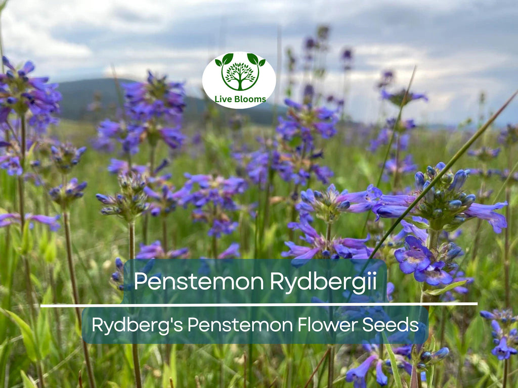 100 mg Seeds Penstemon Rydbergii (Rydberg's Penstemon) for Planting | Native Wildflower for Pollinator Gardens & Low-Maintenance Landscapes