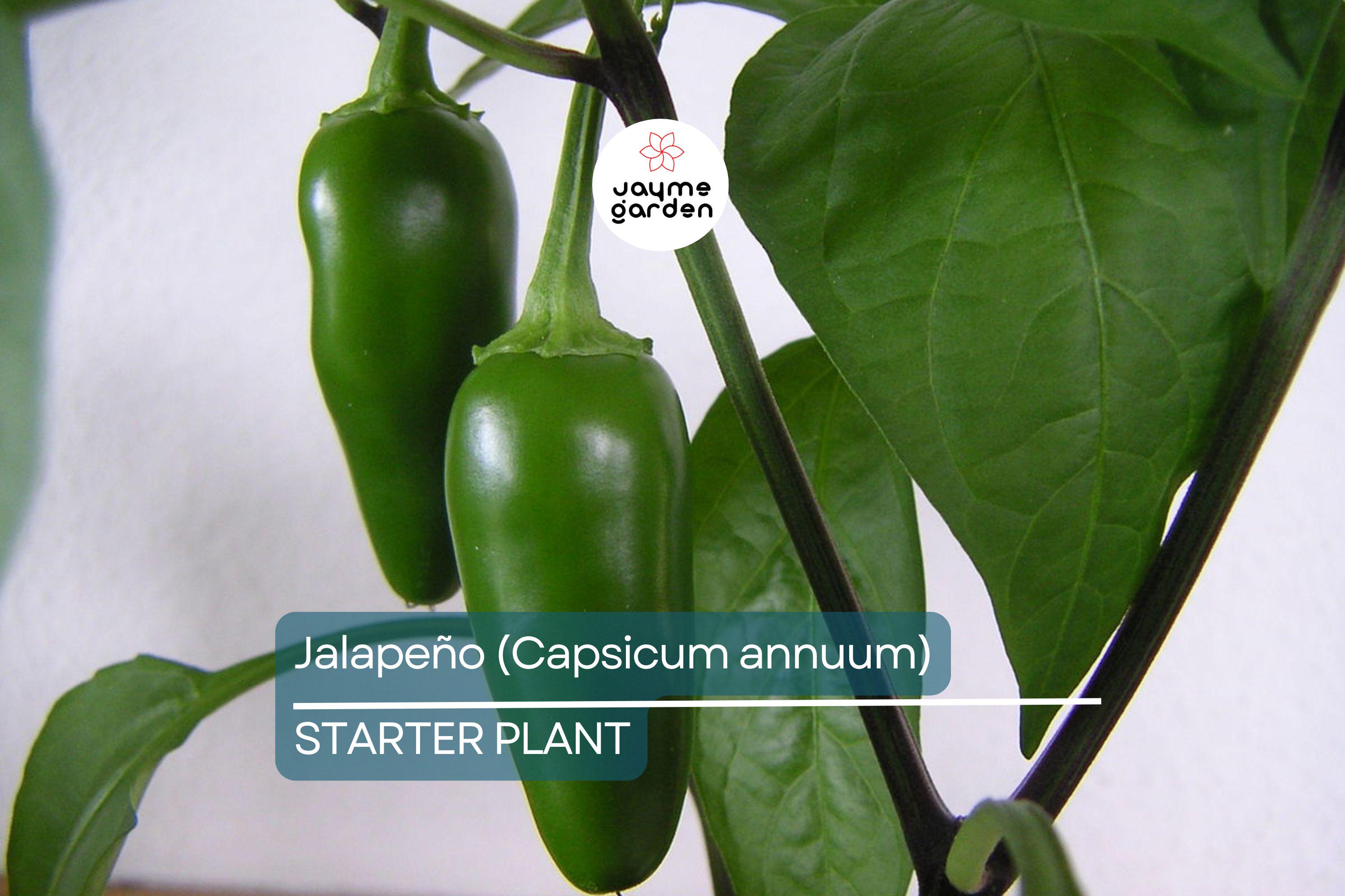 Jalapeño Starter Plant (12"-24") | Mild to Moderate Heat | Perfect for Gardens or Containers | Easy to Grow Pepper Plant