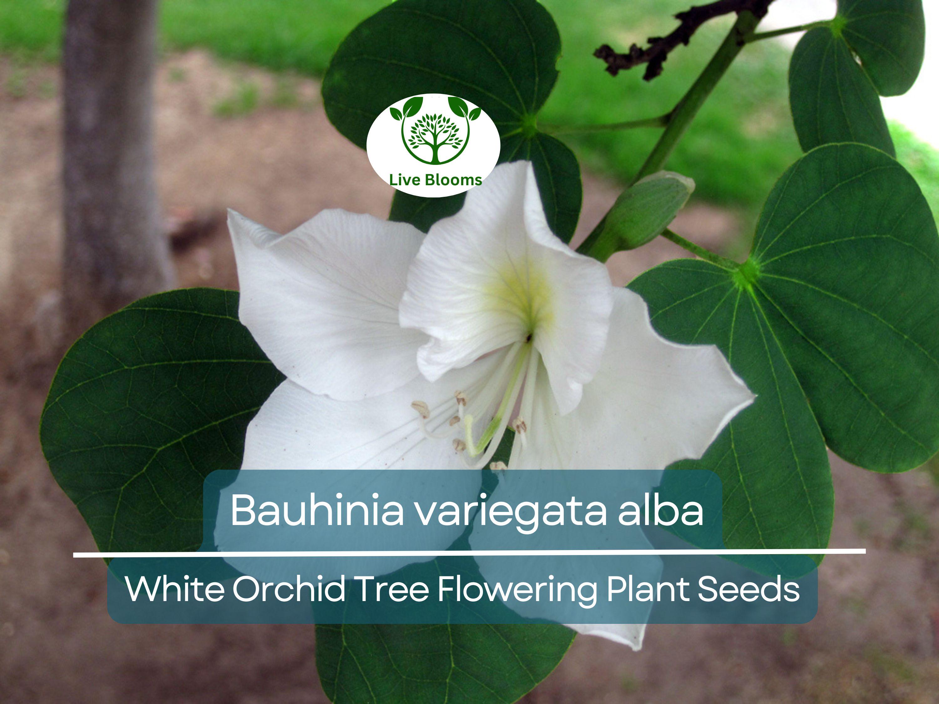 10 Seeds Bauhinia Alba – White Orchid Tree (Bauhinia variegata alba) | Stunning Flowering Plant for Planting
