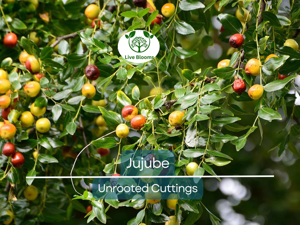 5pcs Jujube Unrooted Cuttings (Ziziphus jujuba), Edible Fruit Tree, Grow Your Own Sweet Dates, Perfect for Garden & Orchard Planting