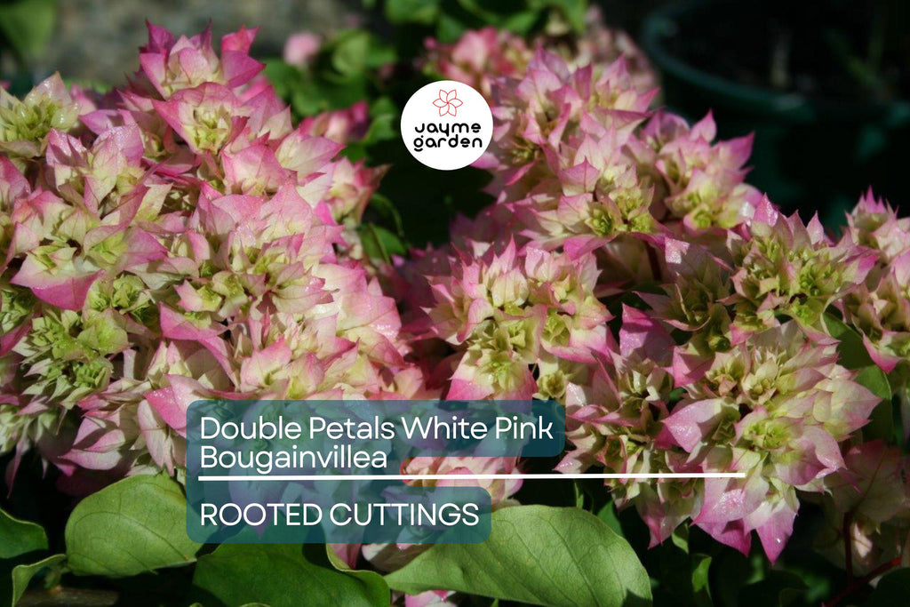 Rare Double Petal White Pink Bougainvillea Cuttings - 3 Fresh, 3-5", Climbing Plant, Medium Fragrance, Summer to Winter Blooms