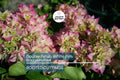 Rare Double Petal White Pink Bougainvillea Cuttings - 3 Fresh, 3-5", Climbing Plant, Medium Fragrance, Summer to Winter Blooms