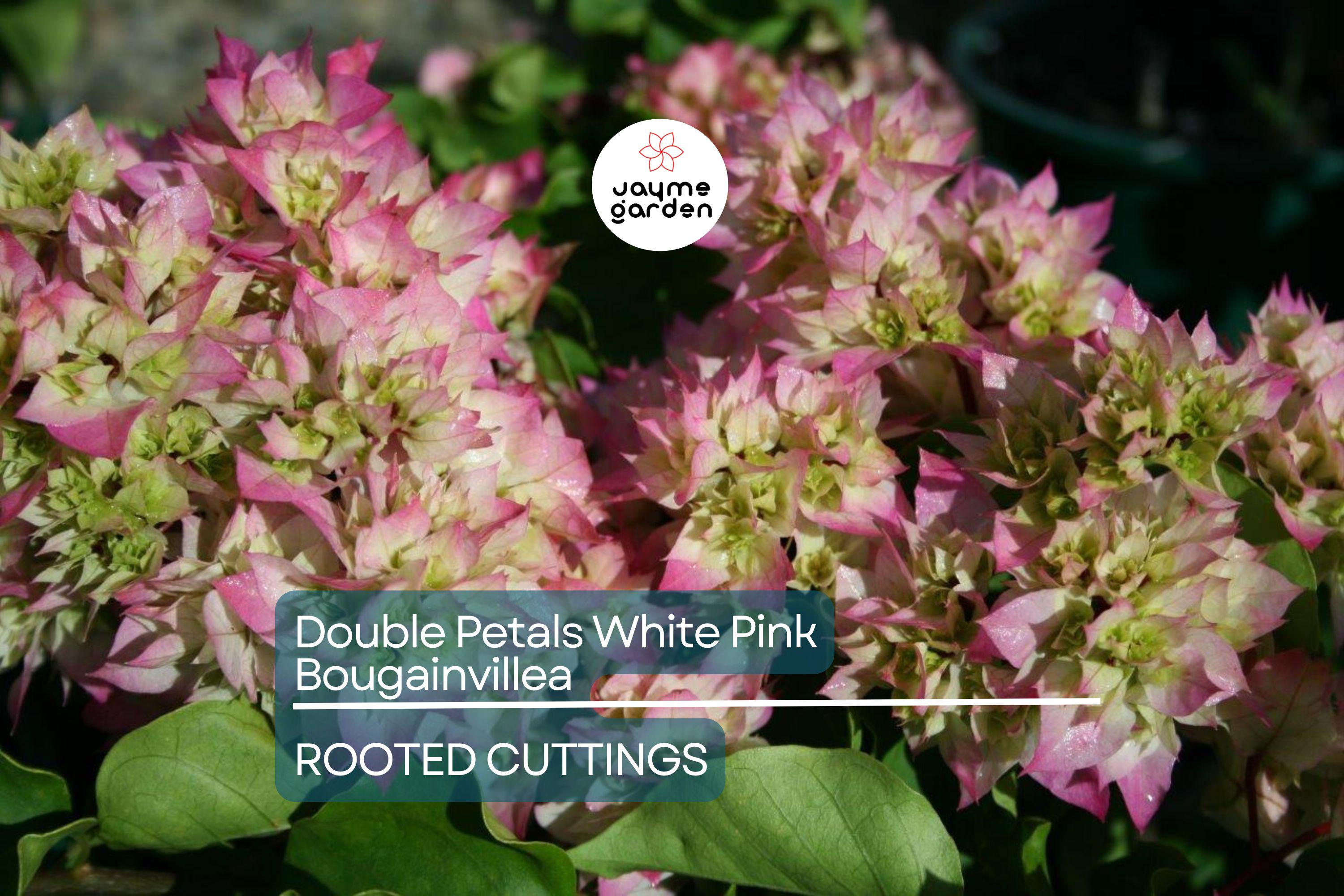 Rare Double Petal White Pink Bougainvillea Cuttings - 3 Fresh, 3-5", Climbing Plant, Medium Fragrance, Summer to Winter Blooms