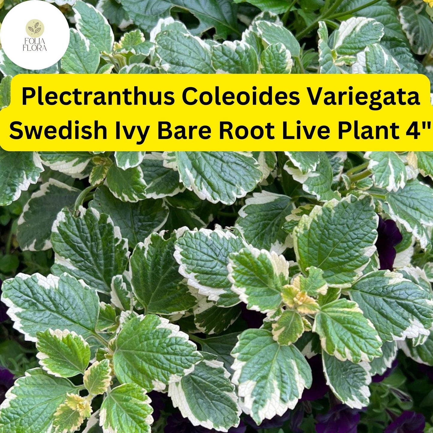 Plectranthus coleoides ‘Variegata’ | 1 Bare Root 4" Live Swedish Ivy Plant | Fragrant, Trailing, Easy-Care, Variegated Foliage