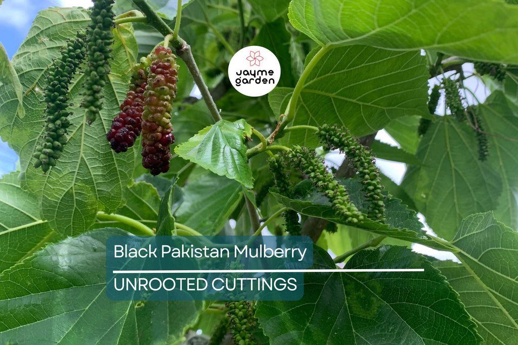 10 Red Sweet/Black Pakistan Mulberry Tree Cuttings | Unrooted Scions for Grafting or Rooting | Sweet Large Fruits | Prolific & Easy to Grow