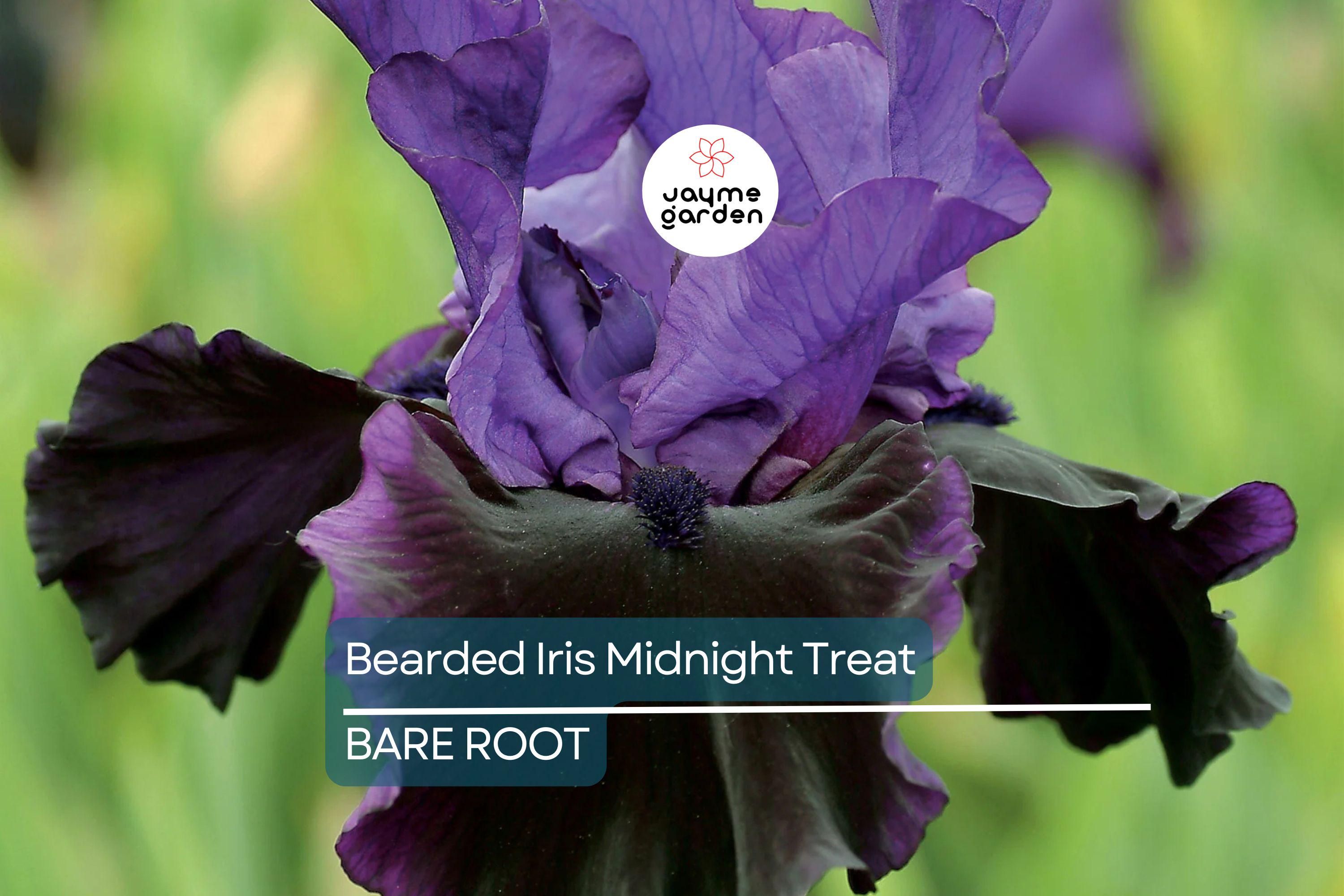 Bearded Iris Midnight Treat - Purple & Black Ruffled Blooms, Award-Winning, Deer-Resistant, USDA Zones 4-9