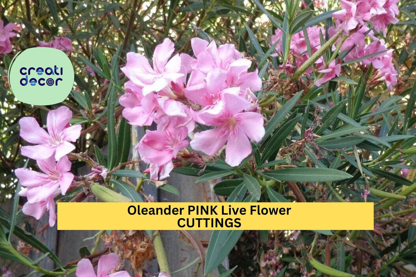 7 Pink Oleander Cuttings | Nerium Oleander Starter Stems | 7" Live Ornamental Flowering Shrub | Propagation Ready
