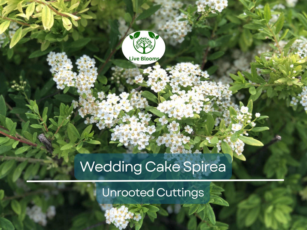 10 White Wedding Cake Spirea Unrooted Cuttings (Spiraea prunifolia) - 6-8 Inches, Ornamental Shrub, Hardy, Ideal for Landscaping & Gardens