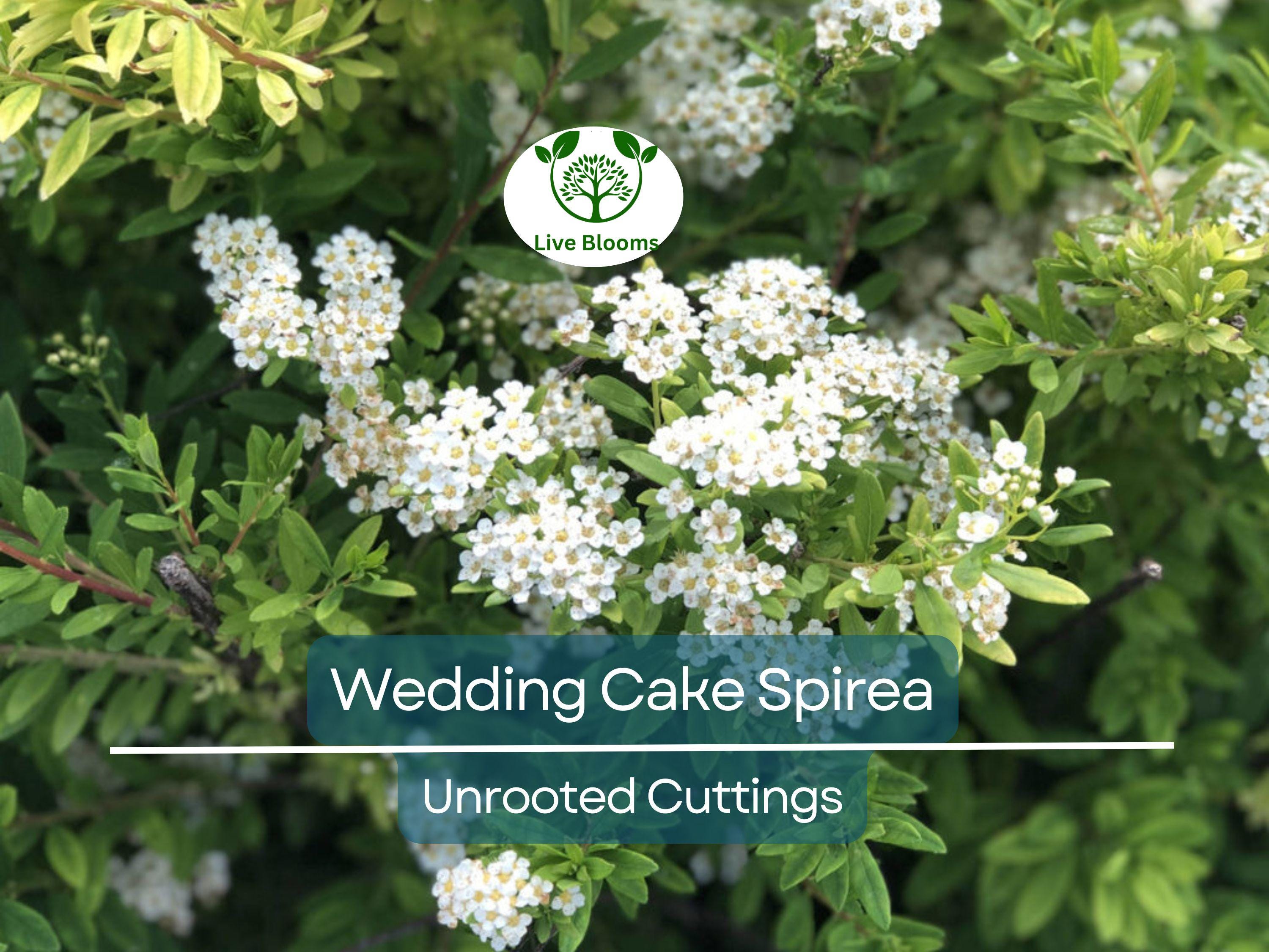 10 White Wedding Cake Spirea Unrooted Cuttings (Spiraea prunifolia) - 6-8 Inches, Ornamental Shrub, Hardy, Ideal for Landscaping & Gardens
