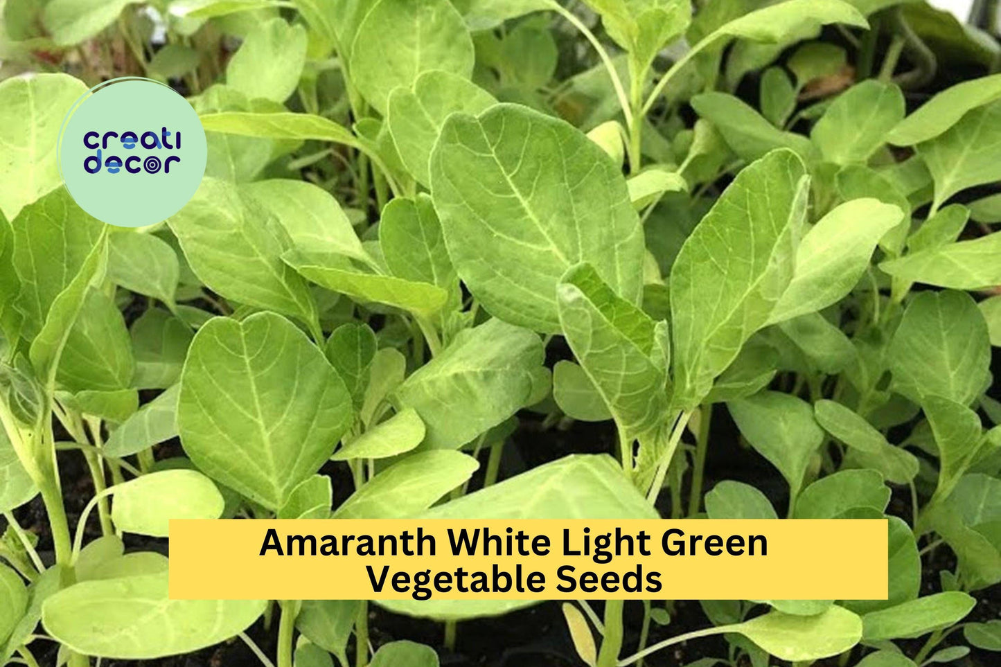 3pcs of 500mg Amaranth White Light Green Seeds – Edible Leafy Greens for Garden Beds, Pots, or Container Growing Seeds for Planting
