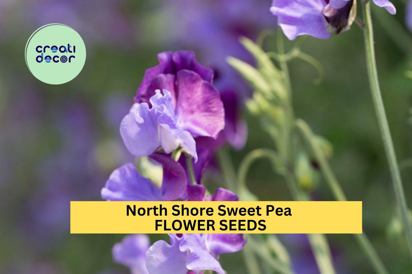 50+ North Shore Sweet Pea Seeds – Rich Violet Fragrant Blooms for Garden Planting, Climbing Vines for Trellises & Bouquets – USA