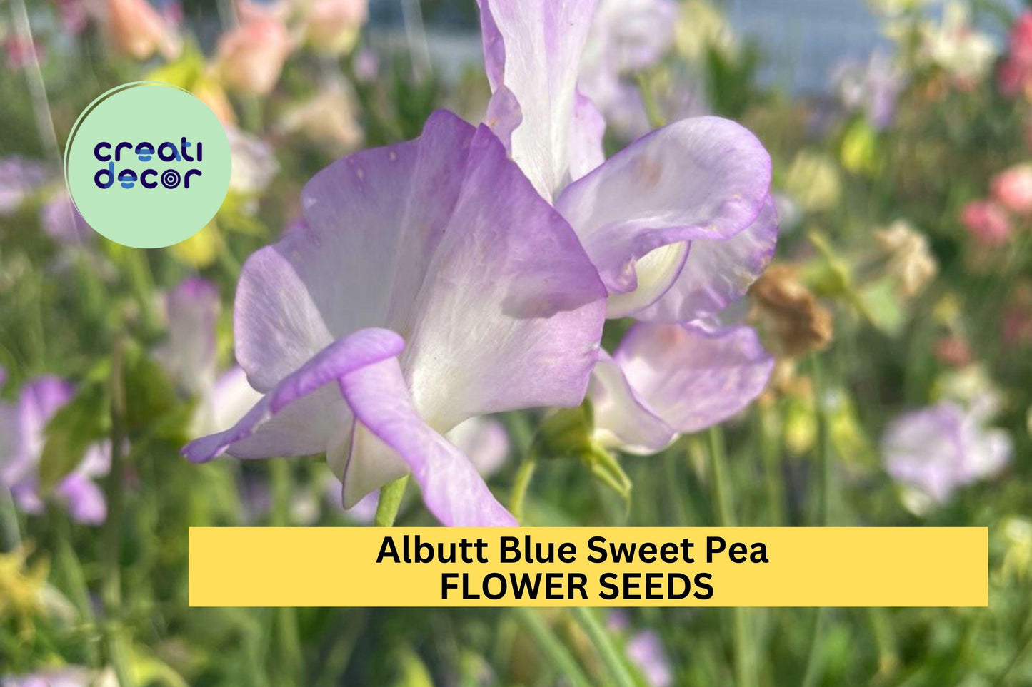 50+ Albutt Blue Sweet Pea Seeds – Cream & Lavender Fragrant Blooms for Garden Planting, Climbing Vines for Trellises – USA