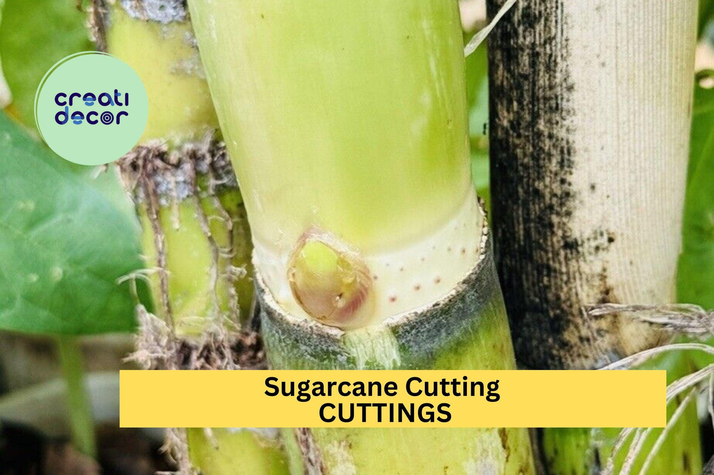 5 Rooted Sugarcane Cuttings – Sweet Juicy Tropical Variety – Live Plants Ready to Grow in Garden or Pots – USA