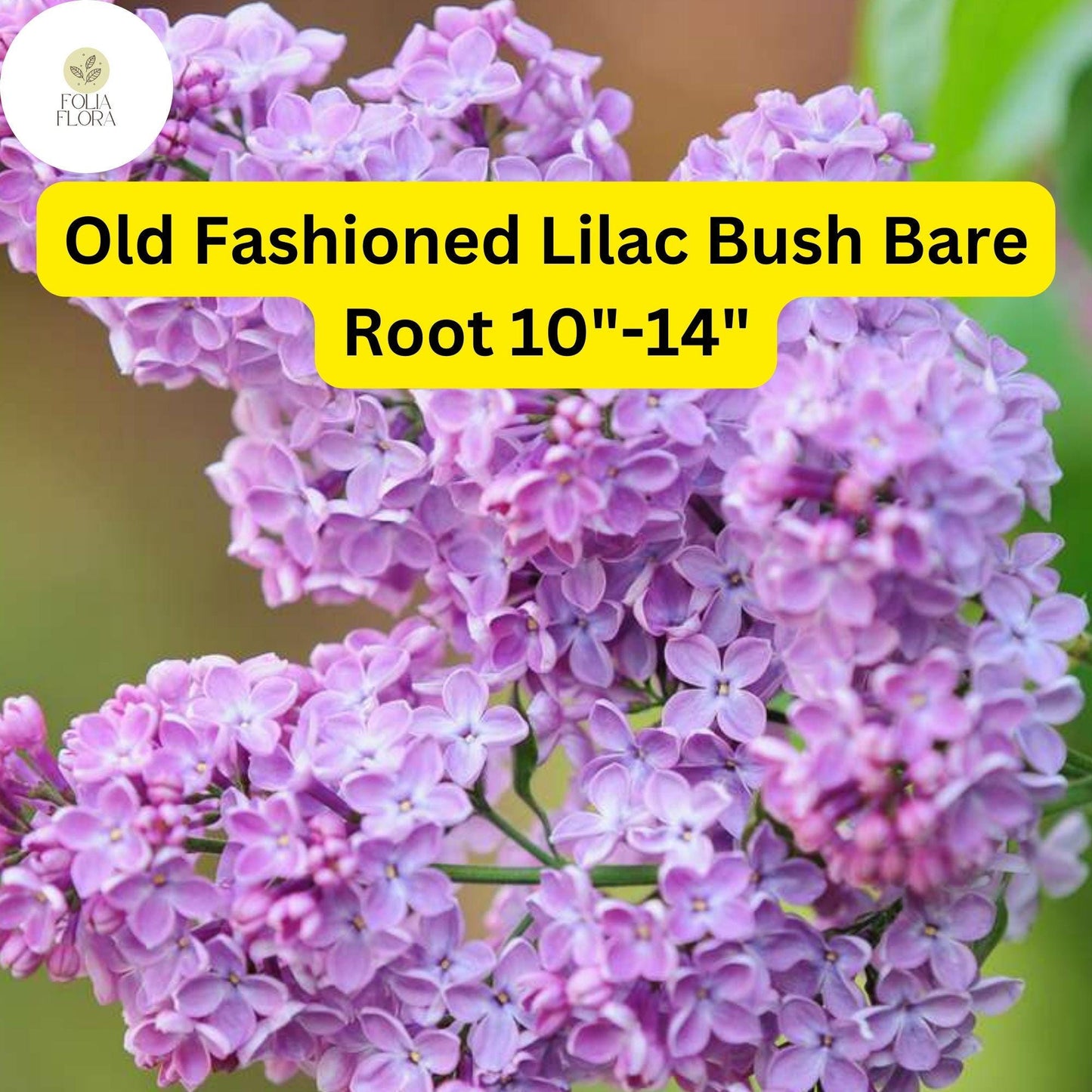 1 Syringa vulgaris Old Fashioned Lilac Bush - Live Bare Root Plant 10"-14" for Zones 3-7 - Fragrant Purple Flowers