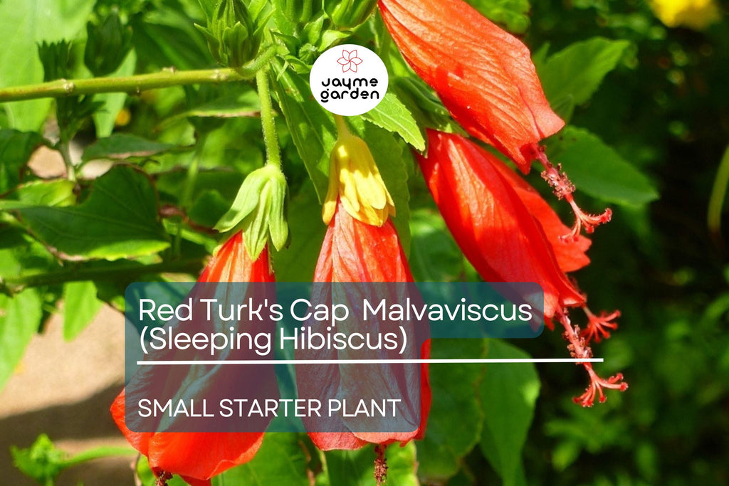 Red Turk's Cap Starter Plant, Malvaviscus arboreus Sleeping Hibiscus, 5-7" Tall Unique Red Flowers for Gardens, Containers & Tropical Spaces