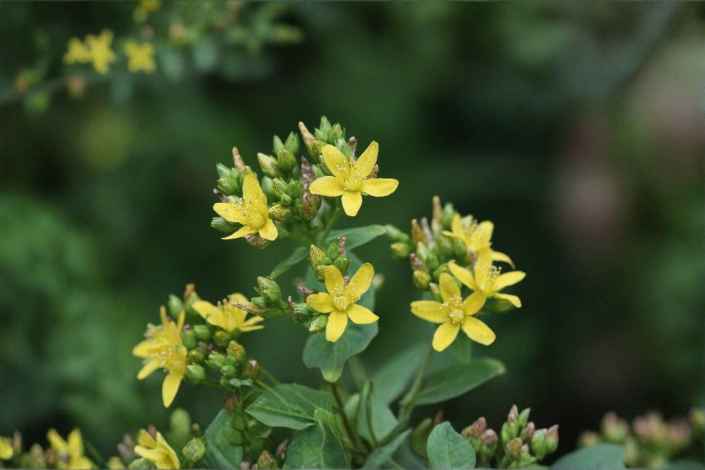 Hypericum punctatum – Dotted St. John’s Wort 500 Seeds | Native Perennial Wildflower | Bright Yellow Blooms | Pollinator & Medicinal Plant