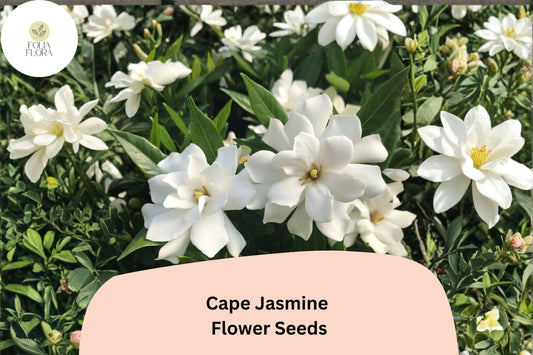 Cape Jasmine Seeds 20 | Gardenia jasminoides Fragrant White Evergreen Flowering Shrub