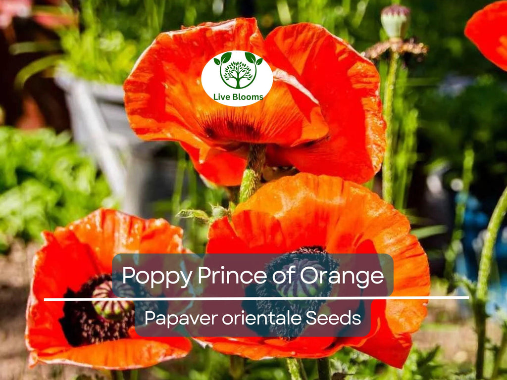 500 Seeds Oriental Poppy ‘Prince of Orange’ – Papaver orientale – Non-GMO Perennial Red-Orange Blooms for Pollinators & Cut Flowers