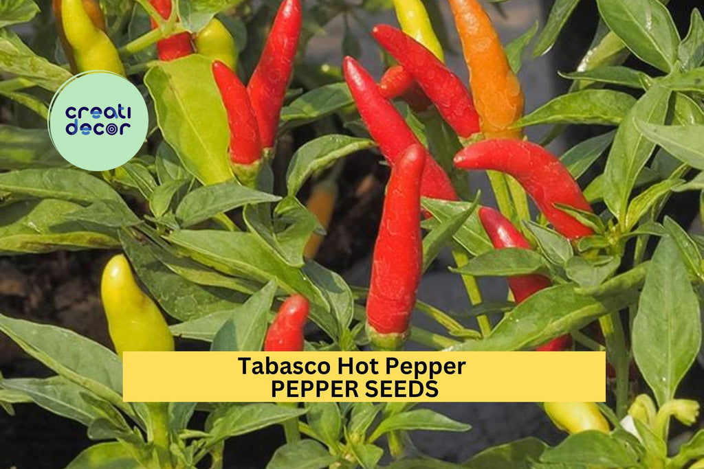 3pcs of 250mg Tabasco Hot Pepper Seeds – Classic Chili for Spicy Sauce, Pickling & Garden Growing – Heirloom Vegetable Seeds for Planting