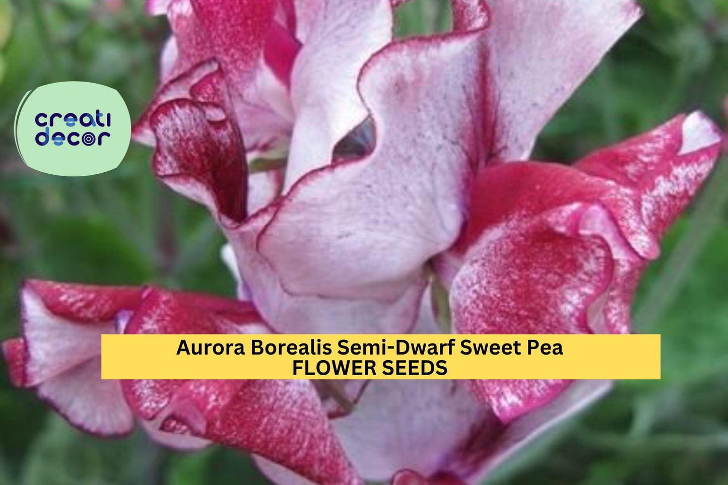 50+ Aurora Borealis Semi-Dwarf Sweet Pea Seeds – Unique Multi-Tone Blooms for Garden Planting, Compact Climbing Vines – USA