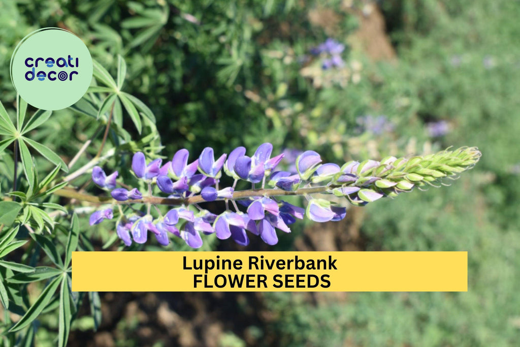 3pcs of 500mg Lupine Riverbank Seeds – Native Wildflower for Erosion Control, Pollinator Gardens & Natural Landscaping Seeds for Planting