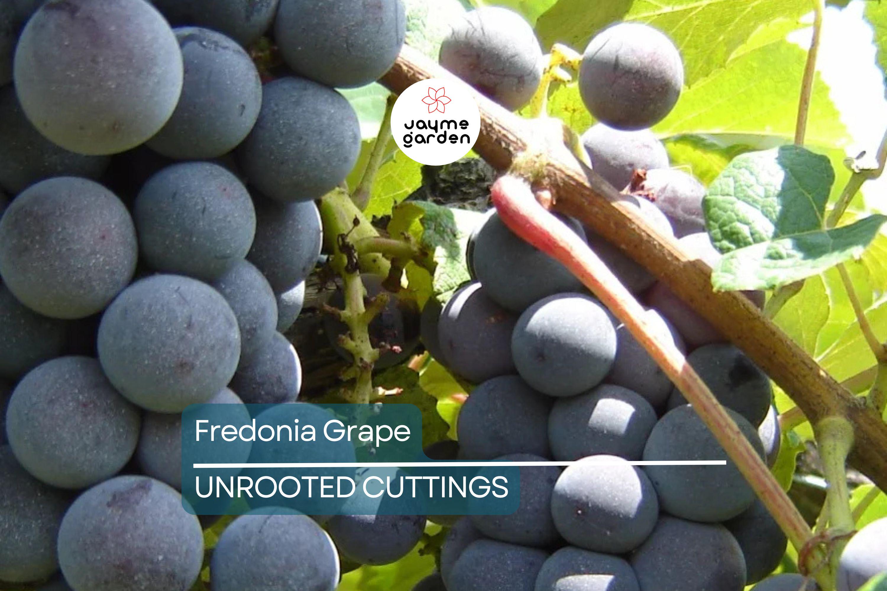 Fredonia Grape Cuttings | 5 Unrooted Cuttings | Organic| Easy to Grow | Cold-Hardy & Disease-Resistant