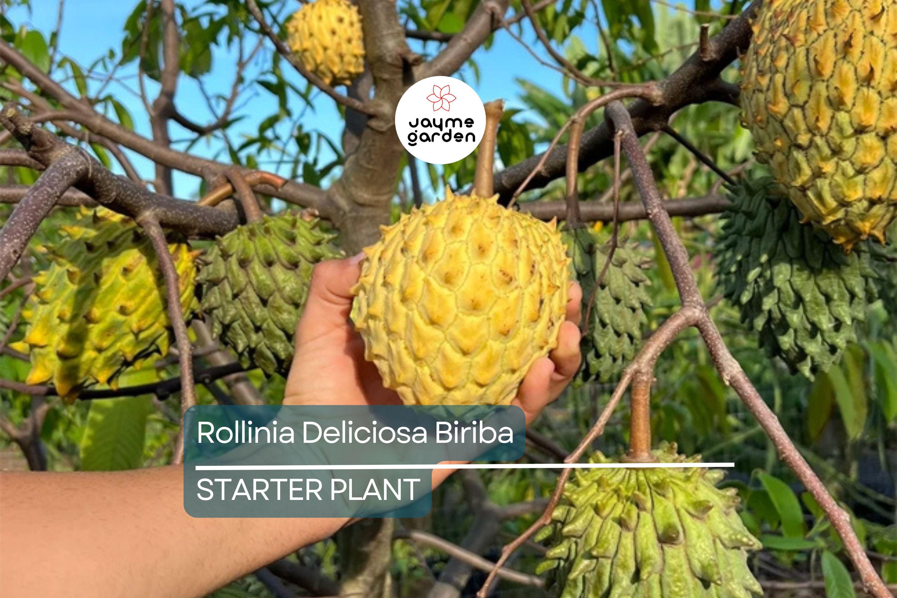 Rollinia Deliciosa 'Biriba' Tropical Tree | 4-7" Live Starter Plant | Sweet Lemon Meringue-Like Fruit | Rare Edible Exotic