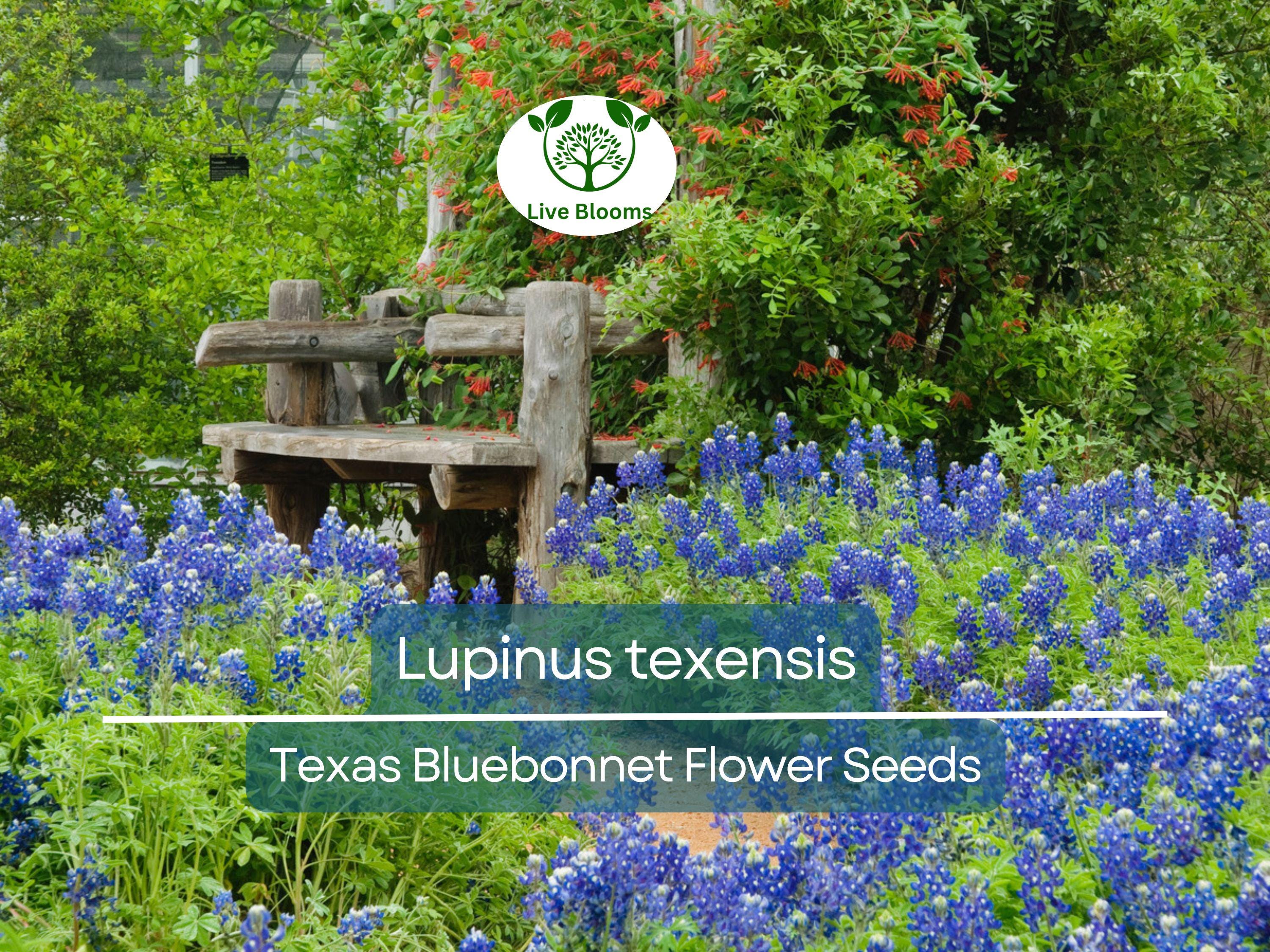 1 Gram Seeds Texas Bluebonnet (Lupinus texensis) for Planting | Iconic Wildflower for Gardens, Meadows, and Pollinator Habitats