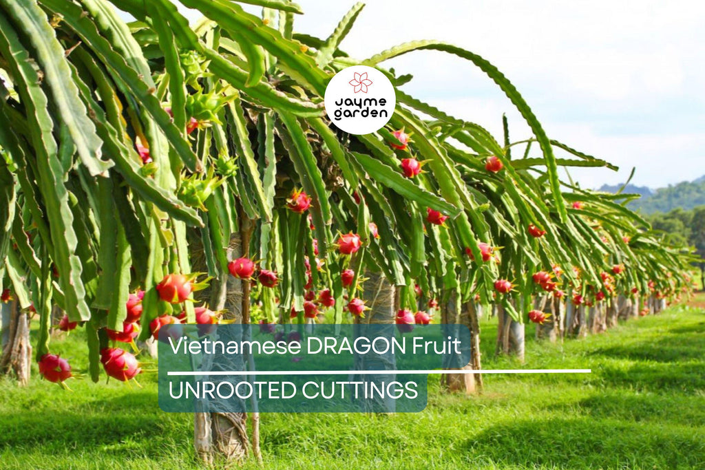 4 Vietnamese Dragon Fruit Cuttings - White Flesh, Self-Pollinating - 6-8” Tall, Easy to Grow, Perfect for Containers