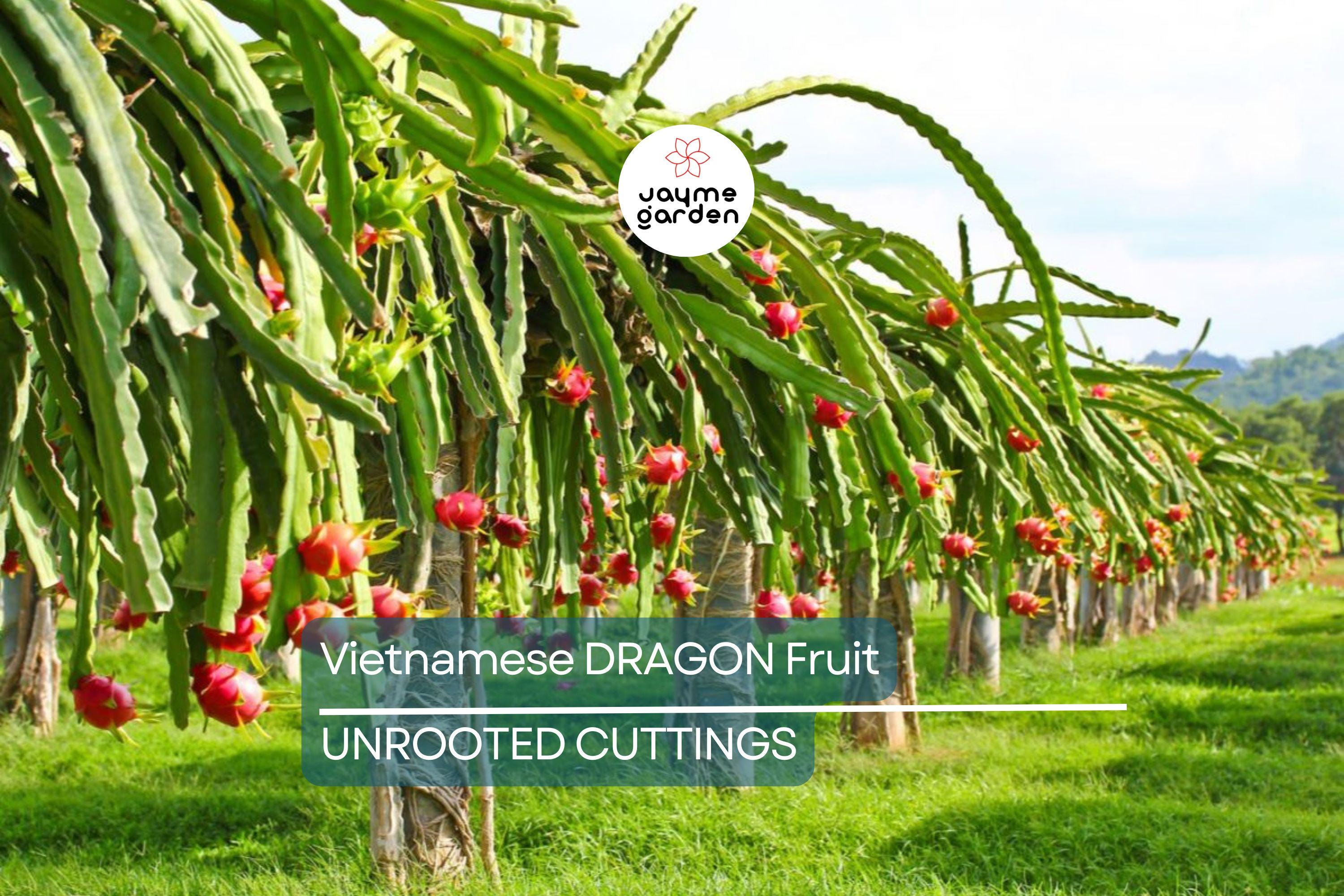 4 Vietnamese Dragon Fruit Cuttings - White Flesh, Self-Pollinating - 6-8” Tall, Easy to Grow, Perfect for Containers
